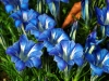 Show product details for Gentiana Berrybank Star